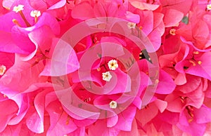Pink Papar Flowers photo