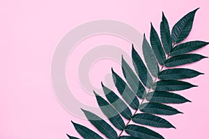 Pink paper background with tree branch, dark green leaves of palm, summer mockup with leaf pattern. Empty place for text, copy