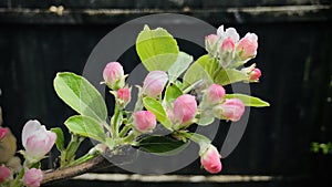 The pink Paradise apple buds in the garden are about to bloom