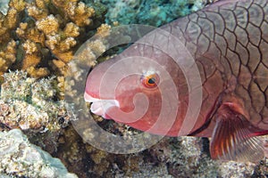 A pink parrot fish