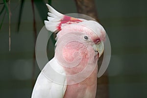 Pink parrot head close up. Lophochroa leadbeateri Cacatua. Major Mitchell`s Cockatoo. Lophocroa leadbeateri