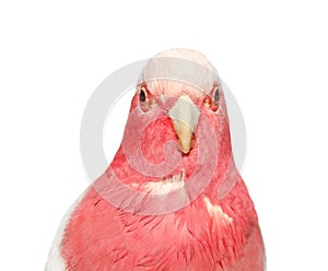 Pink parrot Isolated on white
