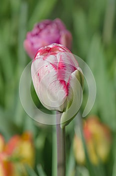 Pink Parrot tulip in flowerbed