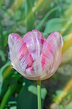 Pink Parrot tulip in flowerbed