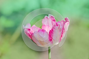 Pink Parrot tulip in flowerbed