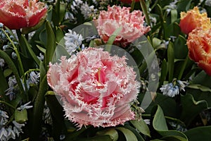 Pink parrot tulip in flowerbed in the Keukenhof in 2022 in the Netherlands