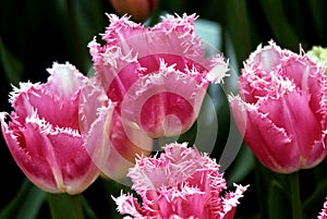 Pink Parrot Tulips