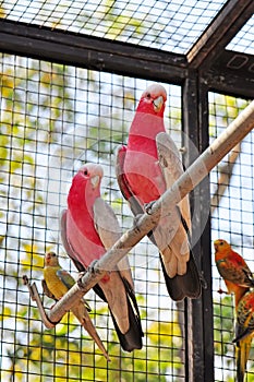 Pink parrots