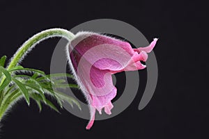 Pink pasque flower Pulsatilla photo