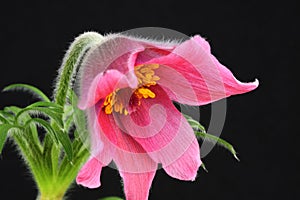 Pink pasque flower Pulsatilla