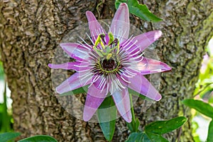 Pink passionflower Passiflora x violacea Victoria close-up of flower