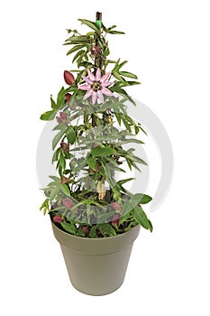Pink passionflower in a pot