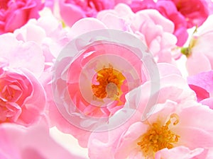 Pink pastel rose