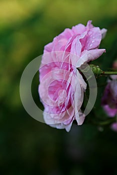 Pink pastele color flower and layered petals of  the  cabbage ros