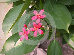 A pink patels triplet flower with green leaf.