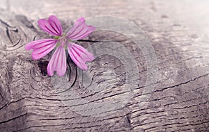 pink patterned geranium bloom on rough weathered wood