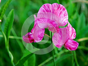 The pink pea flowers mimic the splendor of an orchid