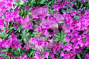 Pink peach azalea blooms