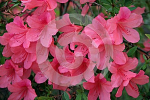Ružový broskyňa kvety 