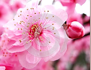 pink peach blossom
