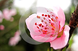 pink peach blossom