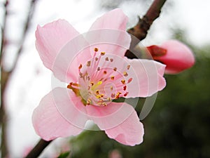 pink peach blossom