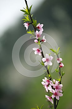 Pink peach blossom