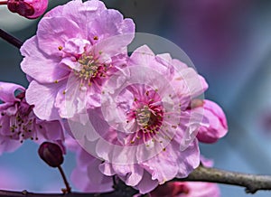 Pink Peach Blossom Blooming Macro Washington