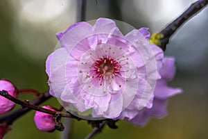 Pink Peach Blossom Blooming Macro Washington