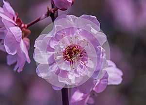 Pink Peach Blossom Blooming Macro Washington