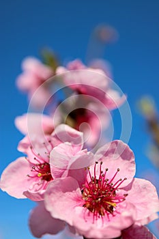Pink Peach Blossom  Branch With Delicate Petals