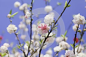 Pink peach blossom on the branches