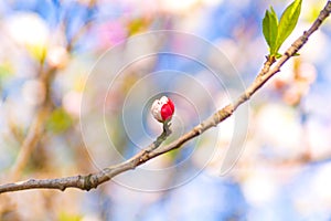 Pink peach blossom bud on the branch