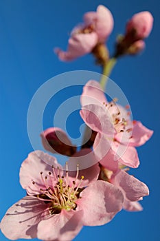 Pink Peach Blossom With Delicate Petals And Buds