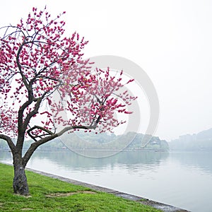 Pink peach blossom flower tree along the lake