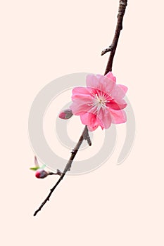 Pink peach blossom