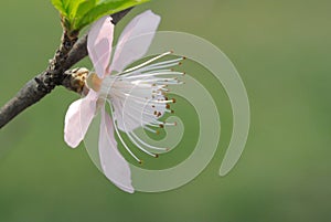 Peach blossom