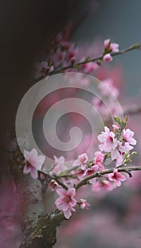 Pink peach blossoms are blooming in spring