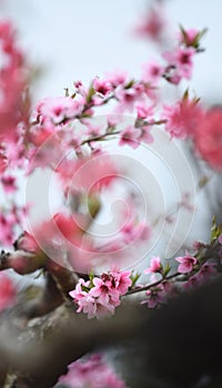 Pink peach blossoms are blooming in spring