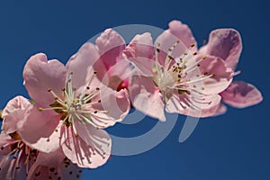 Pink Peach Blossoms With Delicate Petals With Blue Background