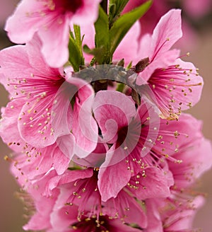 Pink Peach Blossoms Close Up Sichuan China