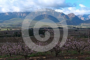 Pink peach blossoms in orchard against the backdrop of  the Hexrivier mountains in Slanghoek area