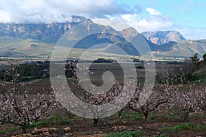 Pink peach blossoms in orchard against the backdrop of  the Hexrivier mountains in Slanghoek area