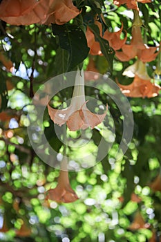 Pink peach flower on an angel trumpet tree, Datura