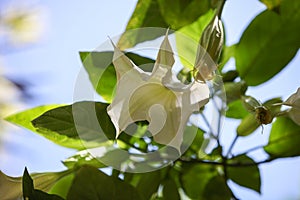 Pink peach flower on an angel trumpet tree, Datura