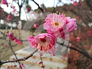 Pink peach flower blooming in cold winter without any leaf