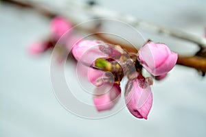 Pink peach flower on branch