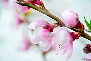 Pink peach flower on branch