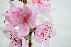 Pink peach flower on branch