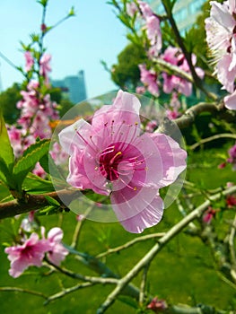 Pink peach flower with stamen blossom in the garden in April Sun and green background